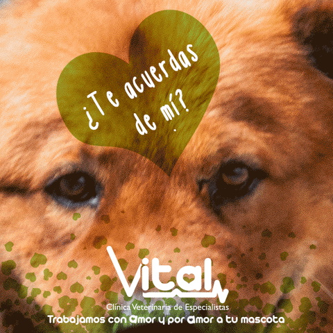 Adopta A Leã³N GIF