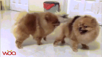 davidjackson0102 small dog mating GIF
