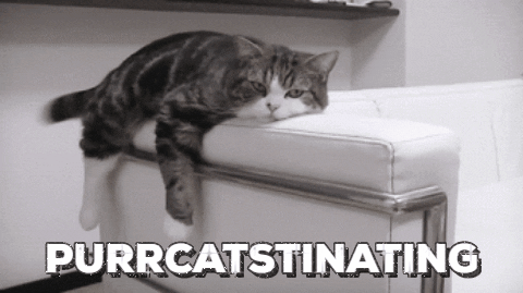 cat pun procrastinating GIF
