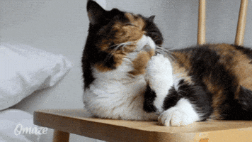 nine lives cats GIF by Omaze
