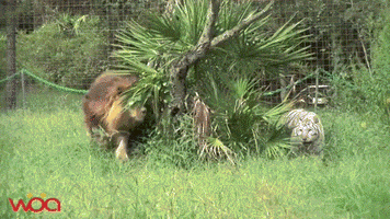 davidjackson0102 lion and tiger GIF