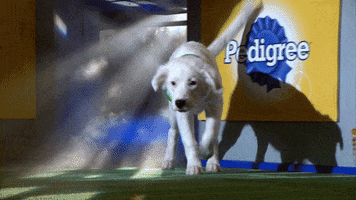 animal planet dog GIF by Puppy Bowl