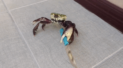 crab