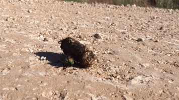 stevenlesliejohnson dung beetle steven leslie johnson meet the beetle GIF