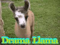 funny llamas gifs