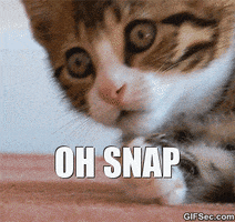 Video gif. Tabby kitten’s eyes are wide with shock and it covers its open mouth with its small white paw. Text, “Oh Snap.”