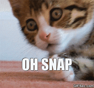 Shocked Cat GIF - Find & Share on GIPHY