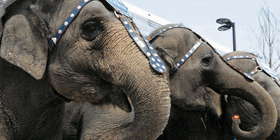 dang circus runners turtles and elephants GIF
