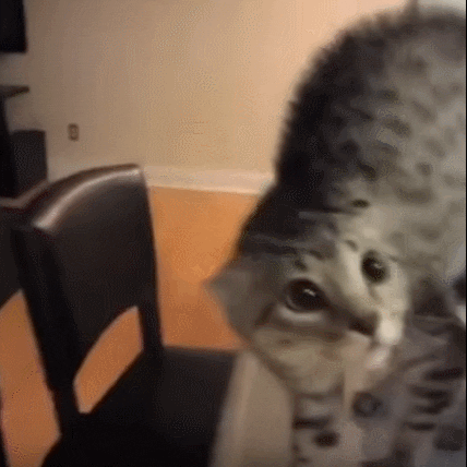 hilal  GIF