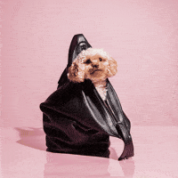 Puppy Poodle GIF by KARA