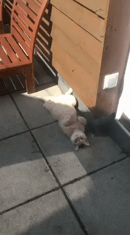 ninatatschl  GIF