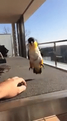 humorfmby  GIF