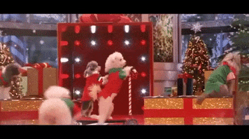 americas got talent holiday spectacular dog GIF by America's Got Talent