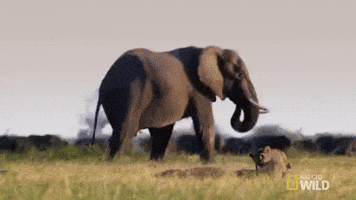 Wildlife gif. An African elephant struts majestically.