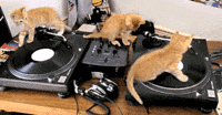 Dj-cats GIFs - Get the best GIF on GIPHY