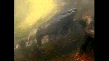 davidjackson0102 wild animal animal mating GIF