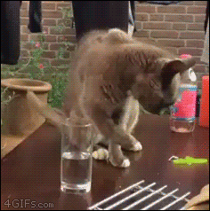 doldwaas  GIF
