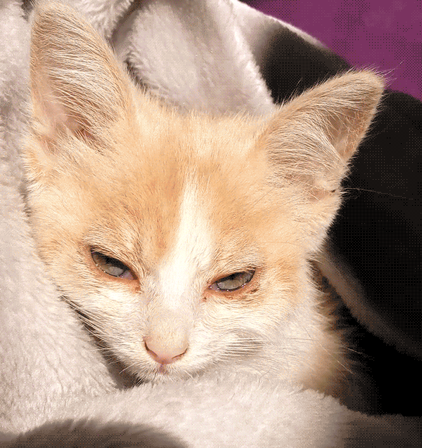 garyquiensabe cat kitty GIF
