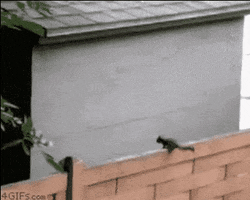 erred  GIF