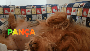 #Panceps #Yorksfamily GIF