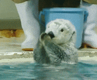 Cute Otter GIFs - Find & Share on GIPHY