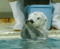 Cute Otter GIFs - Find & Share on GIPHY