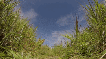 Fox Camera GIF