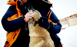 bgdjcmf3c2hhd0bnbwfpbc5jb20 tom hardy dog snow GIF