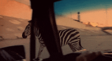 ride em on down zebra GIF by The Rolling Stones