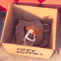 Puppy Adopt GIF by The Secret Life Of Pets