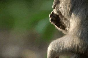 Look Monkey GIF by The Bachelor Australia