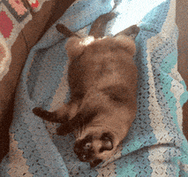 Video gif. Fat cat laying on its back waves its tail as it glances around the room, in no rush to leave its comfy position.