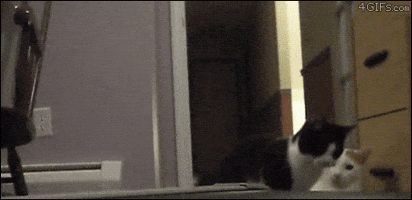 tranquil  GIF