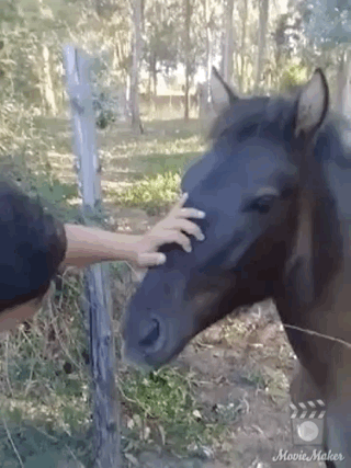 natanpaoloolguinespinosa  GIF