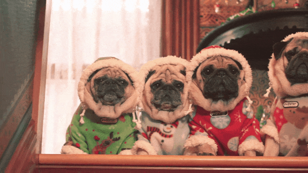 Pugs Gifs Get The Best Gif On Giphy Pugs Gifs Get The Best Gif On Giphy