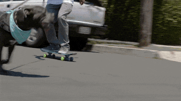 Dog Skateboarding GIF by EchoBoom Sports