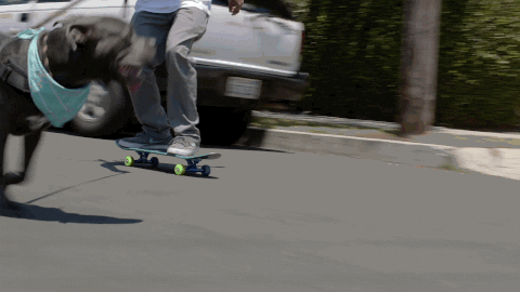 Dog Skateboarding GIF by EchoBoom Sports - Find & Share on GIPHY
