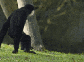 Wildlife gif. We see a monkey walk on it's knuckles and feet, and then another monkey comes into frame, and the two hug, wrapping their arms completely around each other. 