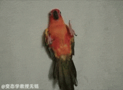bird parrot GIF by emibob
