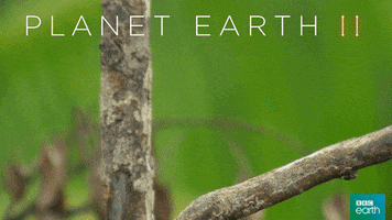 planet earth 2 bird GIF by BBC Earth