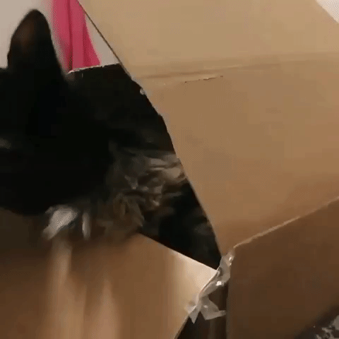 Lilebi  GIF