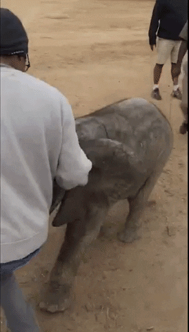 luvpatel41gmailcom cute animals aww africa GIF