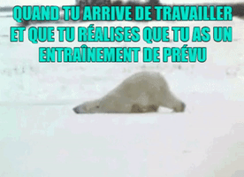 Tired Bear GIF
