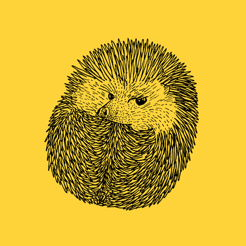 Illustrated gif. Angry rolled-up hedgehog glares at us as a tiny hand emerges from his fluff, giving us the middle finger.