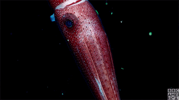 blue planet squid GIF by BBC America