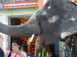 Ours india elephant souvenir GIF