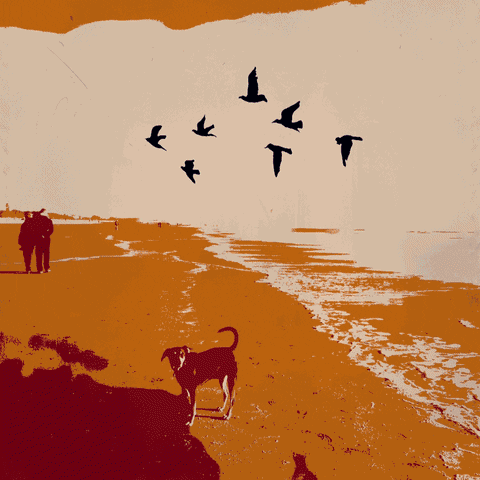 b007mills the birds return sage runs from birds GIF