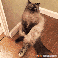 Cat Celebrate GIF by truth