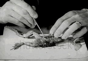 lateral lateral tertulia artes visuales diseccion GIF