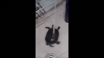 melaniejeanne happy fun dancing joy GIF